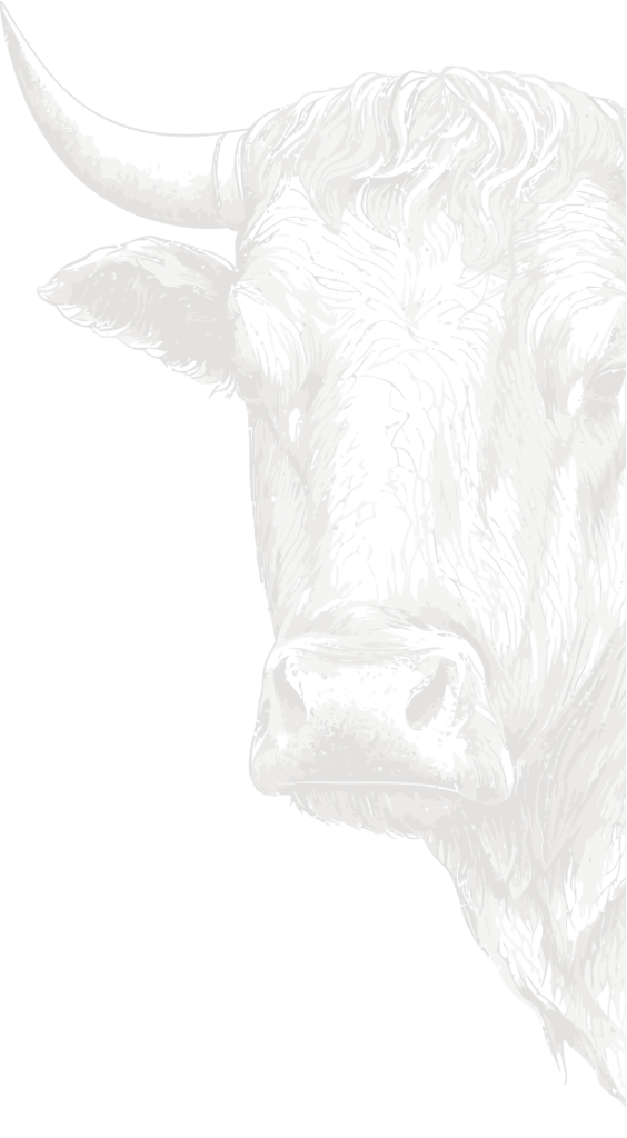 cow-illustration